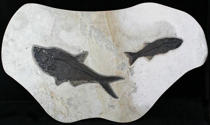 Wide Mioplosus & Diplomystus Fish Plate - Wall Mount #22843
